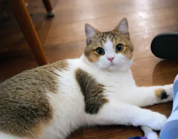 猫カフェモカ　池袋東口店に投稿された画像（2026/7/31）