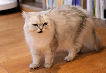 猫カフェモカ　池袋東口店に投稿された画像（2026/7/31）