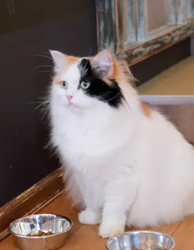 猫カフェモカ　池袋東口店に投稿された画像（2026/7/31）