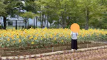 牧歌の里に投稿された画像（2026/7/31）