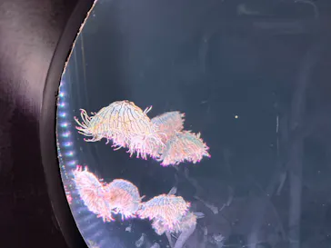 仙台うみの杜水族館に投稿された画像（2026/7/31）
