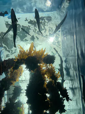 仙台うみの杜水族館に投稿された画像（2026/7/31）