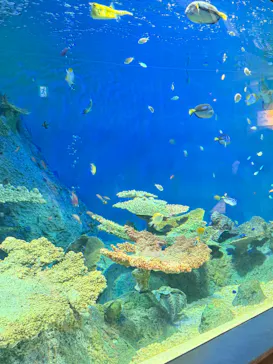 しながわ水族館に投稿された画像（2026/7/31）