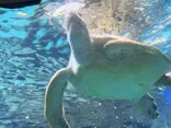 名古屋港水族館に投稿された画像（2026/7/31）