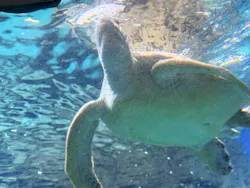 名古屋港水族館に投稿された画像（2026/7/31）