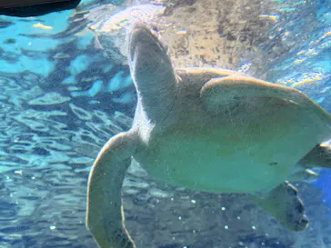 名古屋港水族館に投稿された画像（2026/7/31）