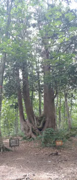 白馬岩岳マウンテンリゾートに投稿された画像（2026/7/31）
