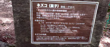 白馬岩岳マウンテンリゾートに投稿された画像（2026/7/31）