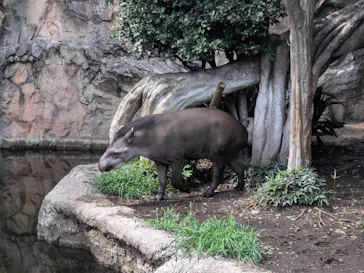 恩賜上野動物園に投稿された画像（2026/7/31）