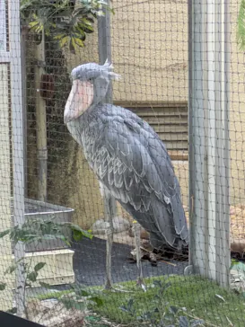 恩賜上野動物園に投稿された画像（2026/7/31）