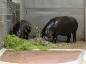 恩賜上野動物園に投稿された画像（2026/7/31）