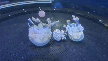 新江ノ島水族館に投稿された画像（2026/7/31）