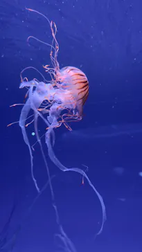 新江ノ島水族館に投稿された画像（2026/7/31）