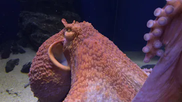 新江ノ島水族館に投稿された画像（2026/7/31）