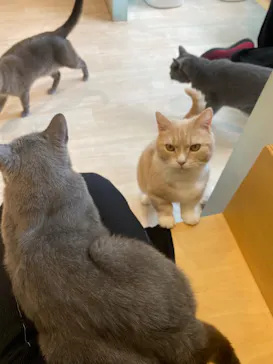 Moff animal cafe イオンモール成田店に投稿された画像（2026/7/31）