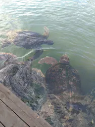 串本海中公園水族館に投稿された画像（2026/7/31）