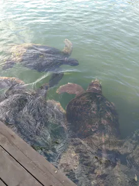 串本海中公園水族館に投稿された画像（2026/7/31）