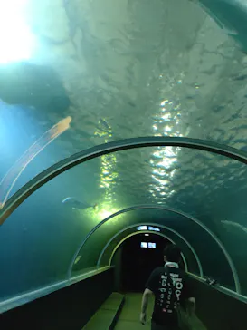 串本海中公園水族館に投稿された画像（2026/7/31）