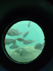 串本海中公園水族館に投稿された画像（2026/7/31）