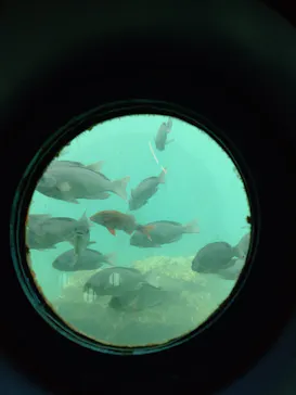 串本海中公園水族館に投稿された画像（2026/7/31）
