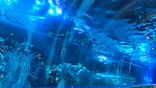 サンシャイン水族館に投稿された画像（2026/7/31）