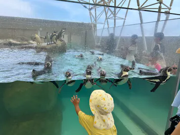 城崎マリンワールドに投稿された画像（2026/7/31）