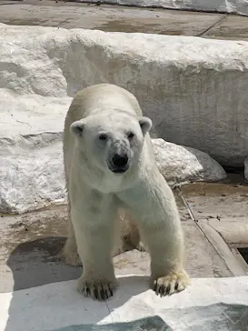 恩賜上野動物園に投稿された画像（2026/7/31）