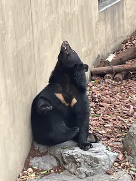 恩賜上野動物園に投稿された画像（2026/7/31）