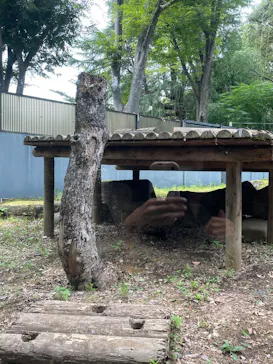 恩賜上野動物園に投稿された画像（2026/7/31）