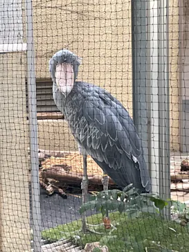 恩賜上野動物園に投稿された画像（2026/7/31）