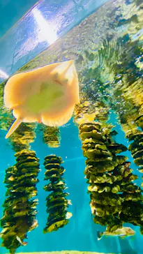 仙台うみの杜水族館に投稿された画像（2026/7/31）
