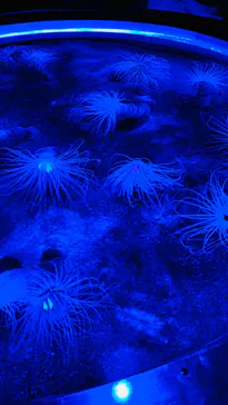 仙台うみの杜水族館に投稿された画像（2026/7/31）