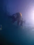 ARK Diving Shop 串本店に投稿された画像（2026/8/1）
