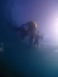 ARK Diving Shop 串本店に投稿された画像（2026/8/1）