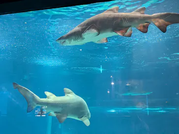 アクアワールド茨城県大洗水族館に投稿された画像（2026/8/1）