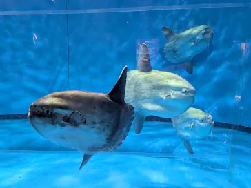 アクアワールド茨城県大洗水族館に投稿された画像（2026/8/1）