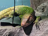 サンシャイン水族館に投稿された画像（2026/8/1）