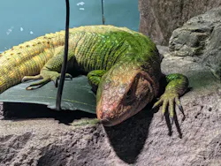 サンシャイン水族館に投稿された画像（2026/8/1）
