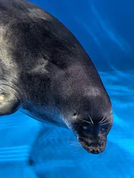 サンシャイン水族館に投稿された画像（2026/8/1）