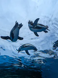 サンシャイン水族館に投稿された画像（2026/8/1）