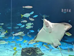 サンシャイン水族館に投稿された画像（2026/8/1）