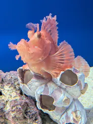 サンシャイン水族館に投稿された画像（2026/8/1）