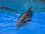 大分マリーンパレス水族館 「うみたまご」に投稿された画像（2026/8/1）