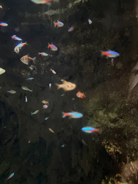 大分マリーンパレス水族館 「うみたまご」に投稿された画像（2026/8/1）