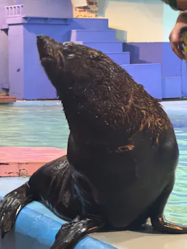 ゼロ距離水族館 伊勢シーパラダイスに投稿された画像（2026/8/1）