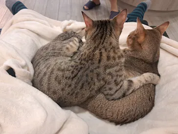 猫カフェモカ　アルシェ大宮店に投稿された画像（2026/8/1）