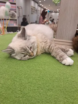 猫カフェモカ　アルシェ大宮店に投稿された画像（2026/8/1）