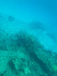 屋久島ガイドクラブに投稿された画像（2026/8/1）