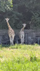 名古屋市東山動植物園に投稿された画像（2026/8/1）