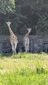 名古屋市東山動植物園に投稿された画像（2026/8/1）